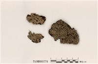 藏品(梅衣屬)的圖片